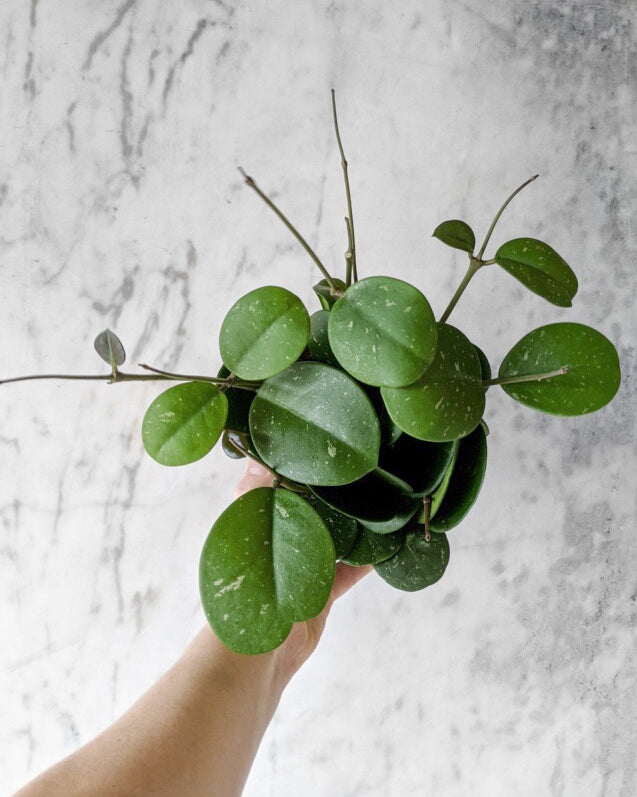 Hoya Obovata – Star Flower