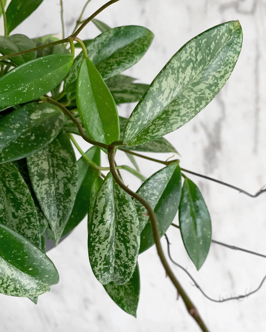 Hoya Pubicalyx 'Splash'