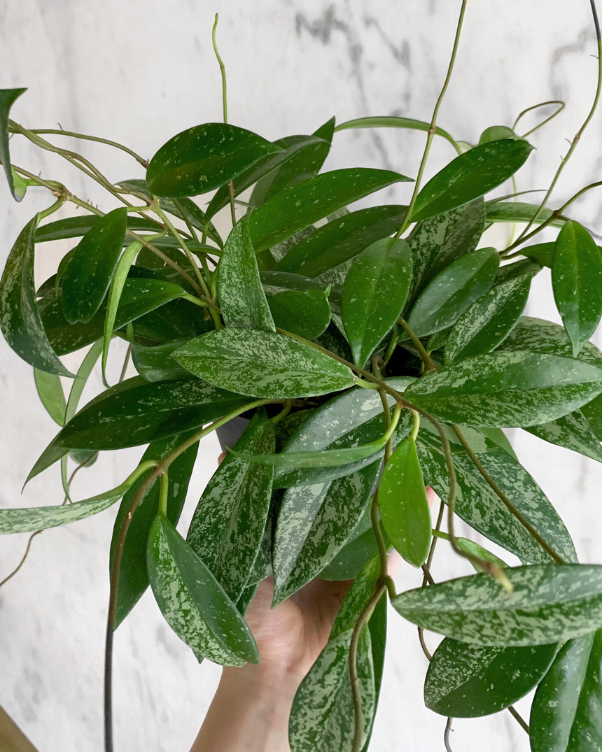 Hoya Pubicalyx 'Splash'