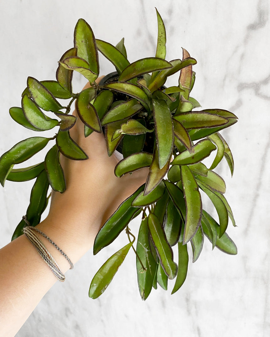 Hoya Wayetti