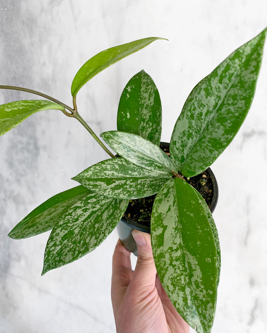 Hoya Pubicalyx 'Splash'