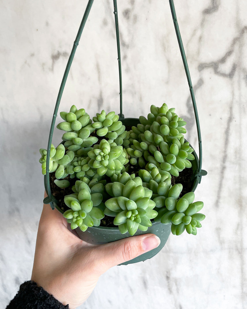 Sedum Morganianum 'Burro's Tail'