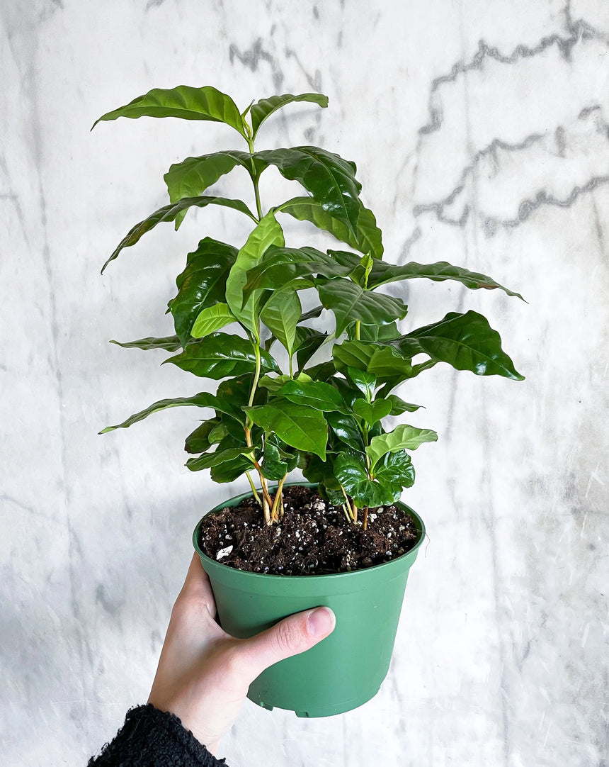 Coffee Plant 'Arabica'
