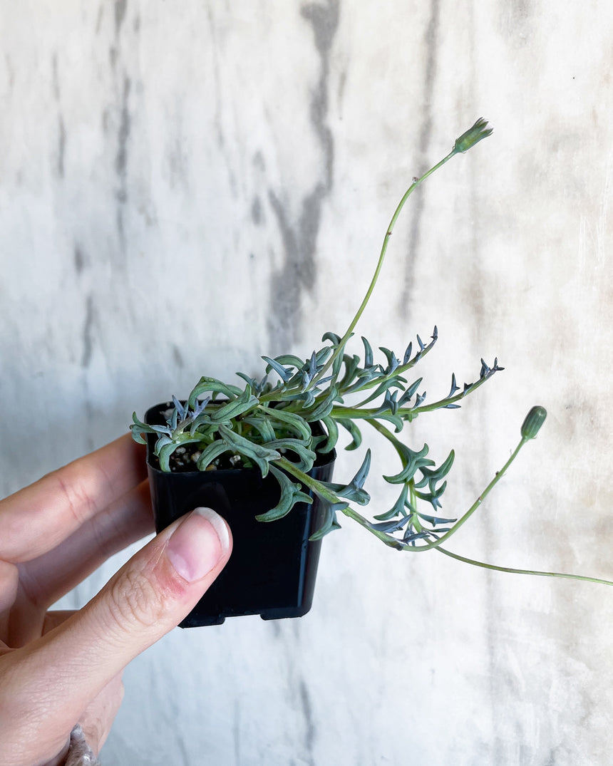 Senecio peregrinus 'String of Dolphins'