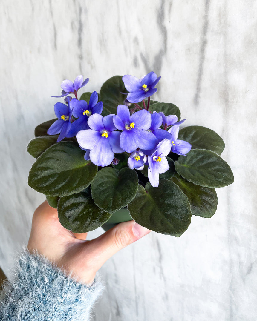 African Violet