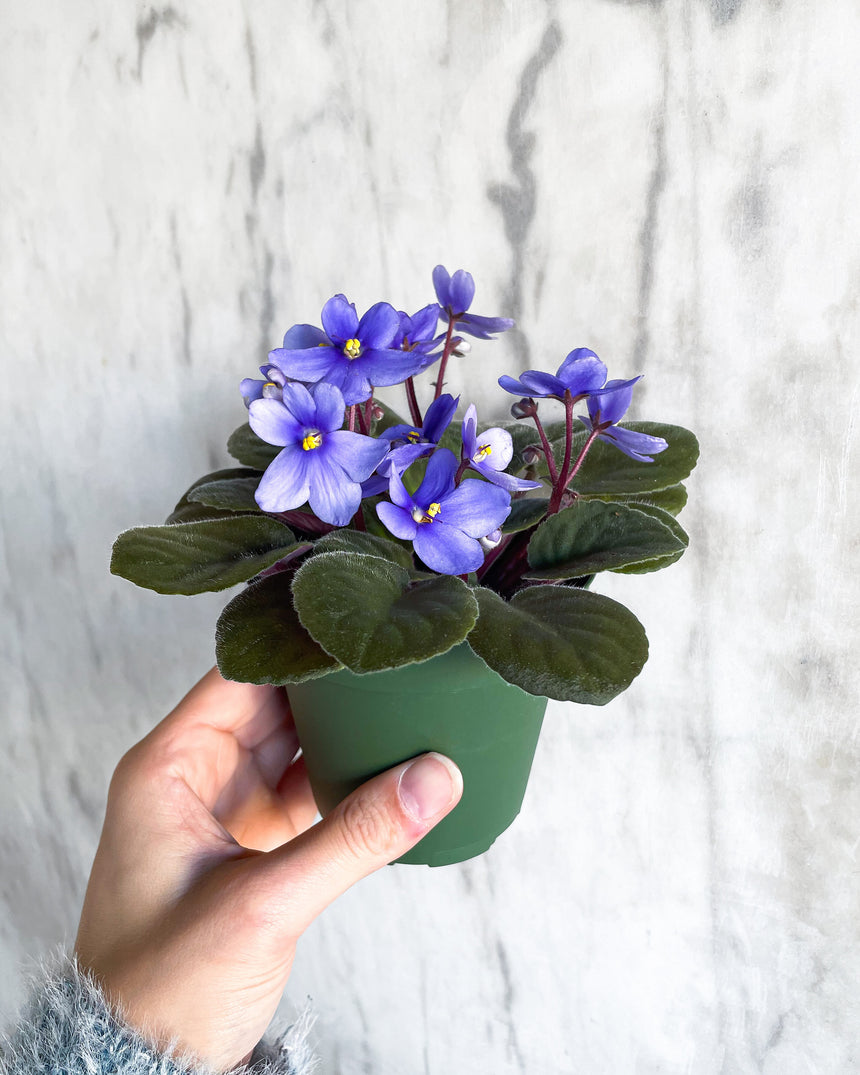 African Violet