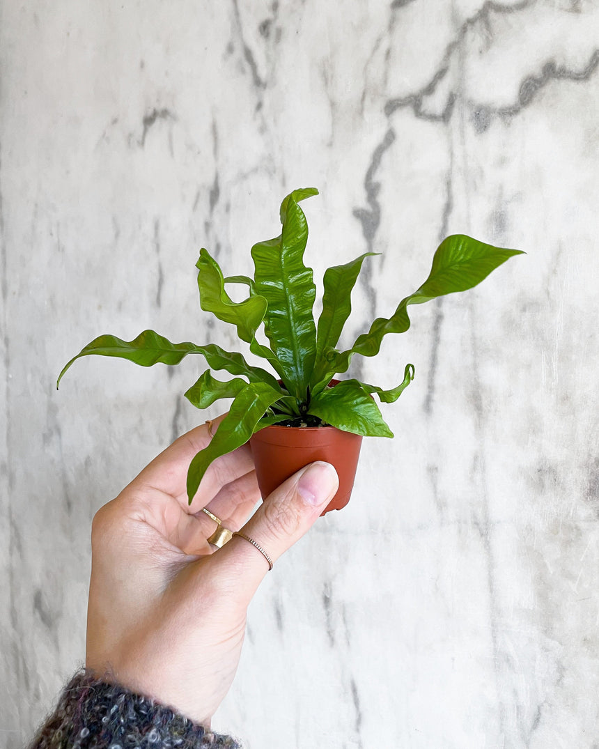 Crispy Wave Fern