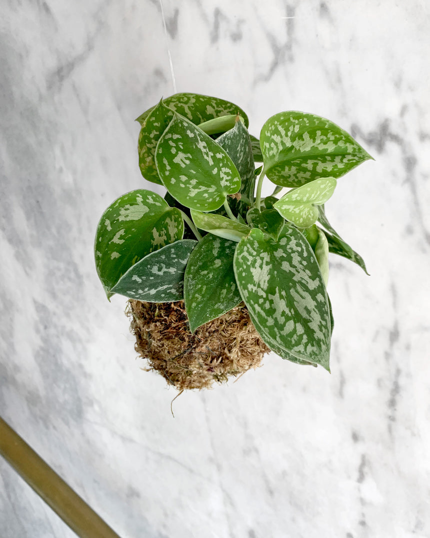 Kokedama