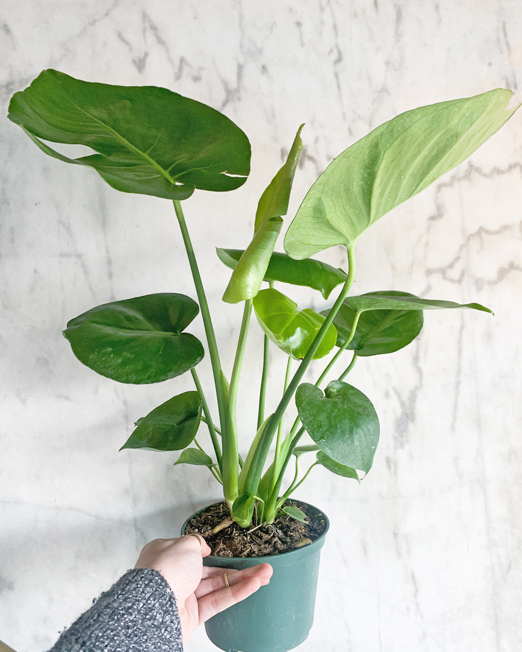 Monstera – Deliciosa
