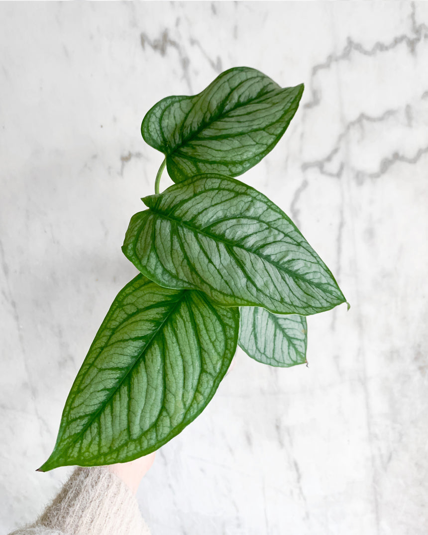 Monstera Siltepecana