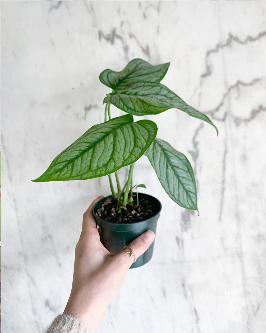 Monstera Siltepecana