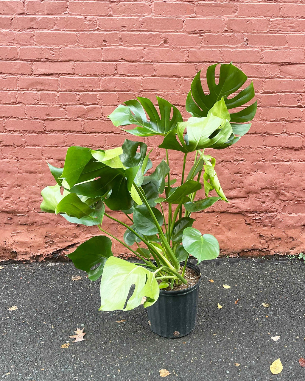 Monstera – Deliciosa