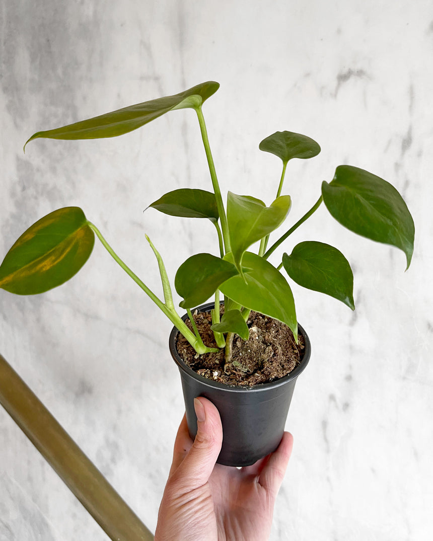 Monstera Deliciosa