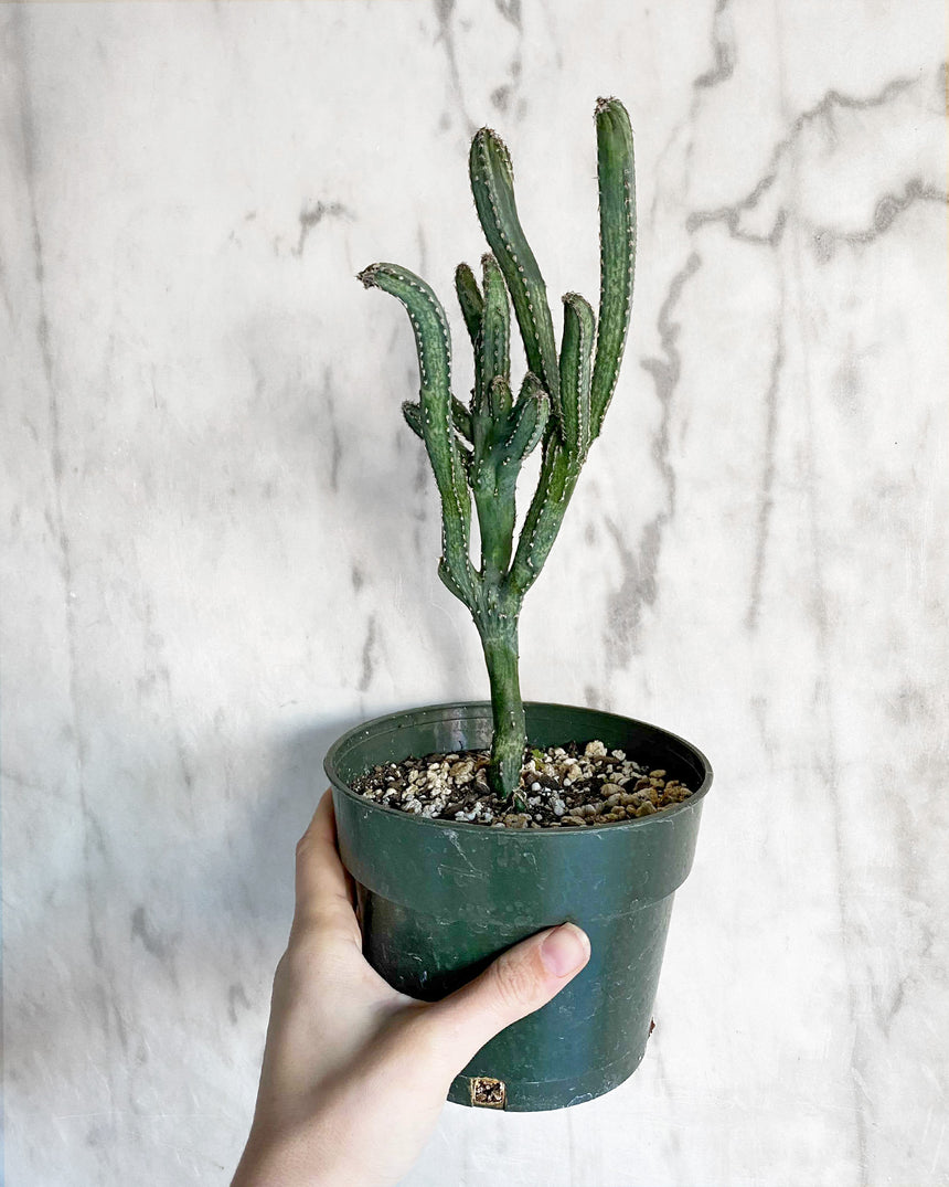 Monvillea Spegazzinii 'Moonlight Cactus'