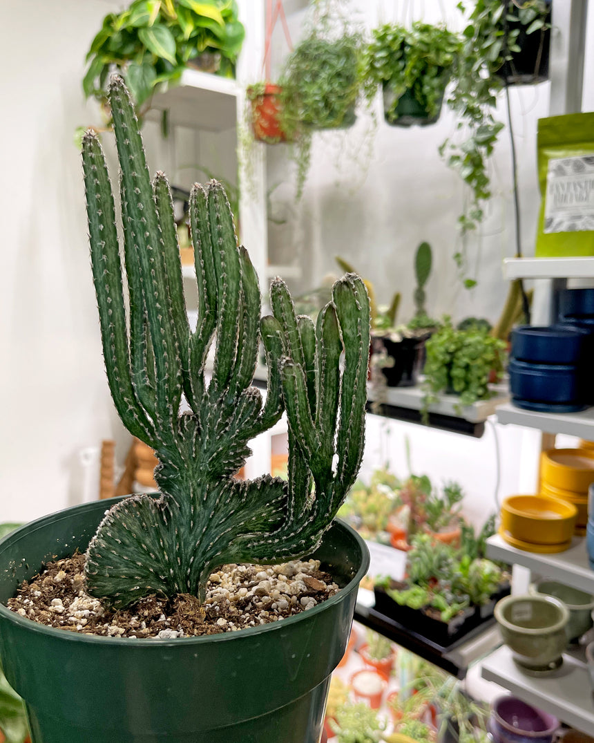 Monvillea Spegazzinii 'Moonlight Cactus'