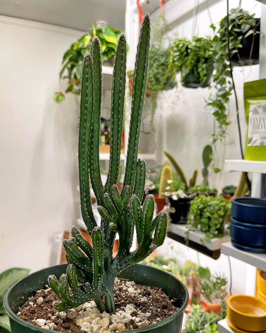 Monvillea Spegazzinii 'Moonlight Cactus'