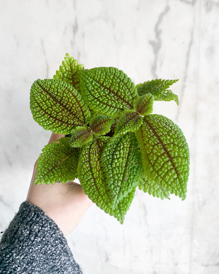 Moon Valley Pilea