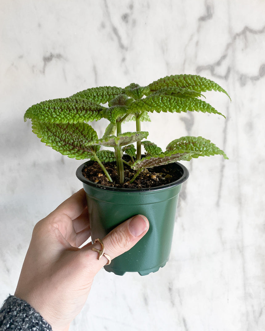 Moon Valley Pilea