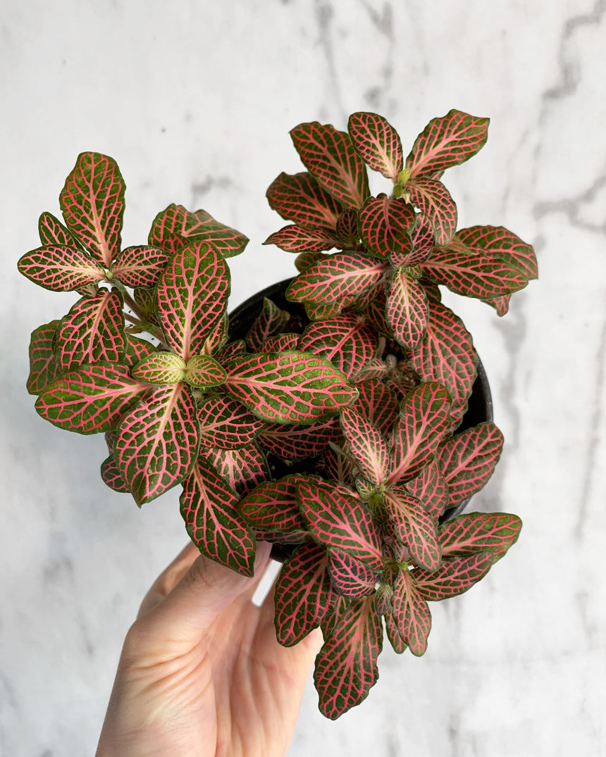 Fittonia Nerve Plant