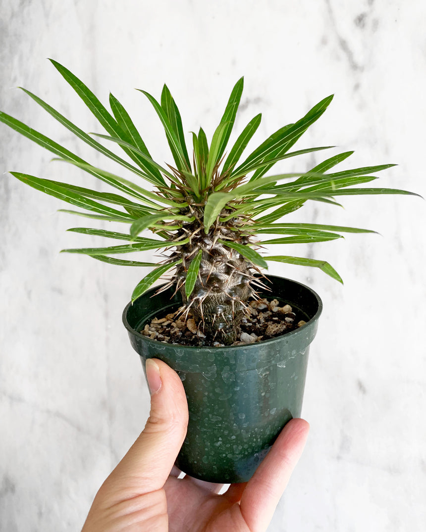 Pachypodium Lamerei