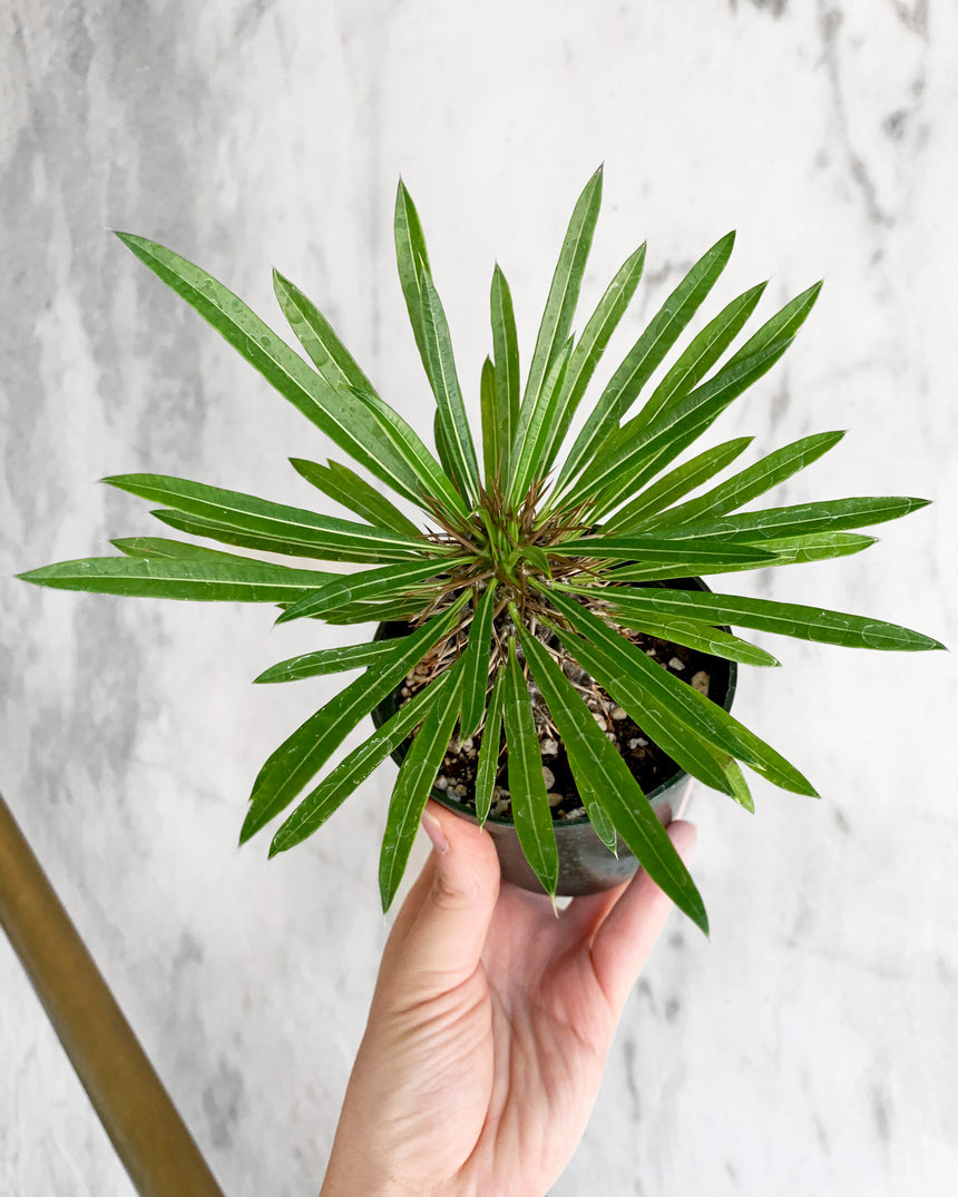 Pachypodium Lamerei