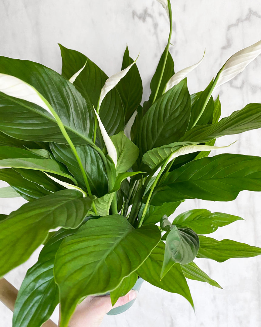 Spathiphyllum 'Peace Lily'