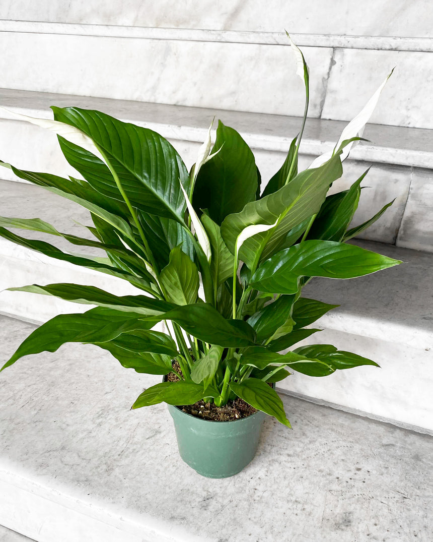 Spathiphyllum 'Peace Lily'