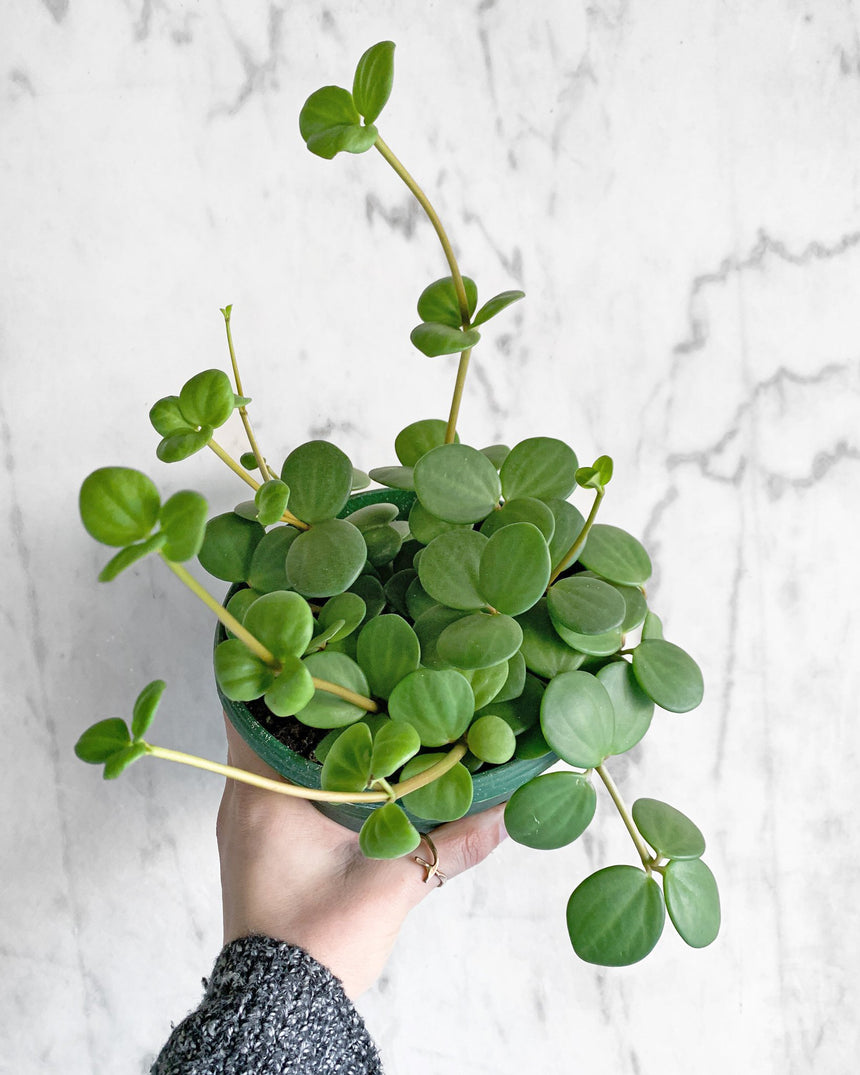 Peperomia 'Hope'