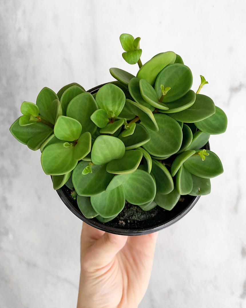 Peperomia 'Hope'