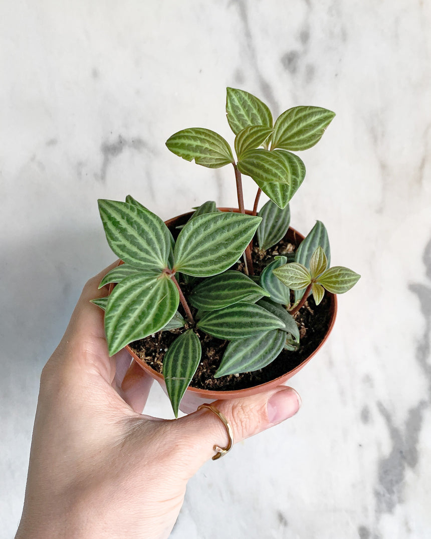 Peperomia Puteolata ‘Parallel’ with silver-striped green leaves