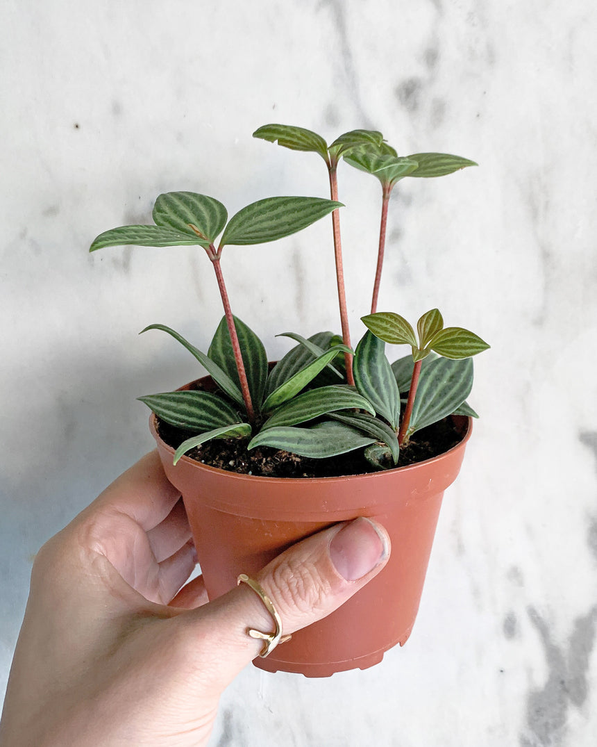 Peperomia Puteolata ‘Parallel’ with silver-striped green leaves