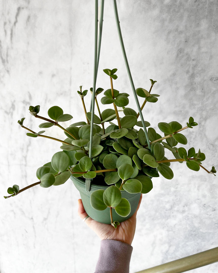 Peperomia 'Hope'