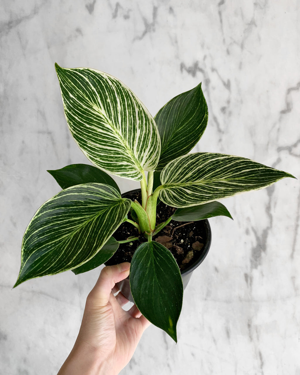 Philodendron Birkin – Hammer + Vine