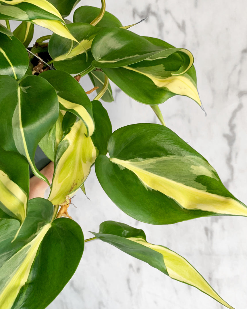 Philodendron Cordatum 'Brasil'