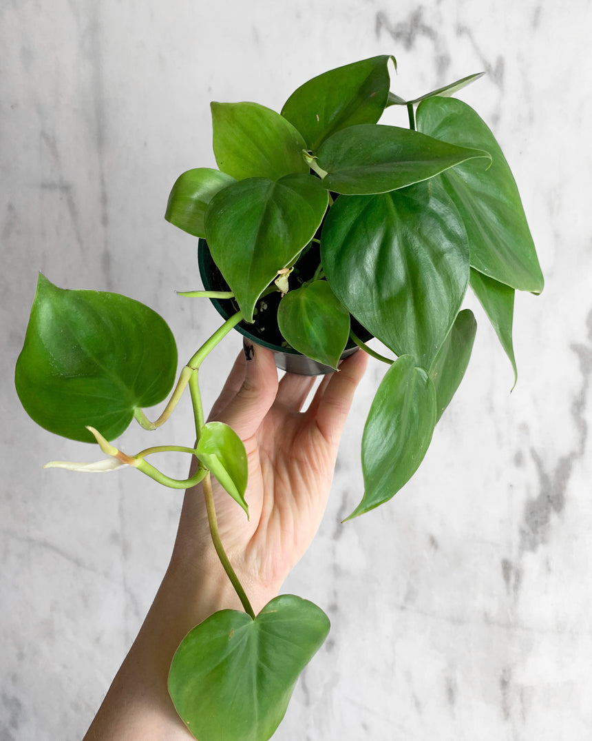 Philodendron Cordatum 'Heart Leaf'