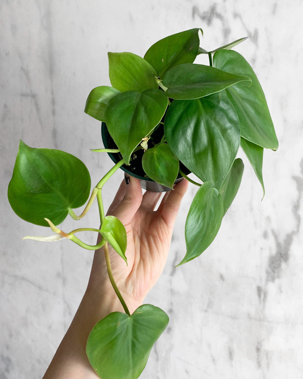Philodendron Cordatum 'Heart Leaf'  Hammer + Vine