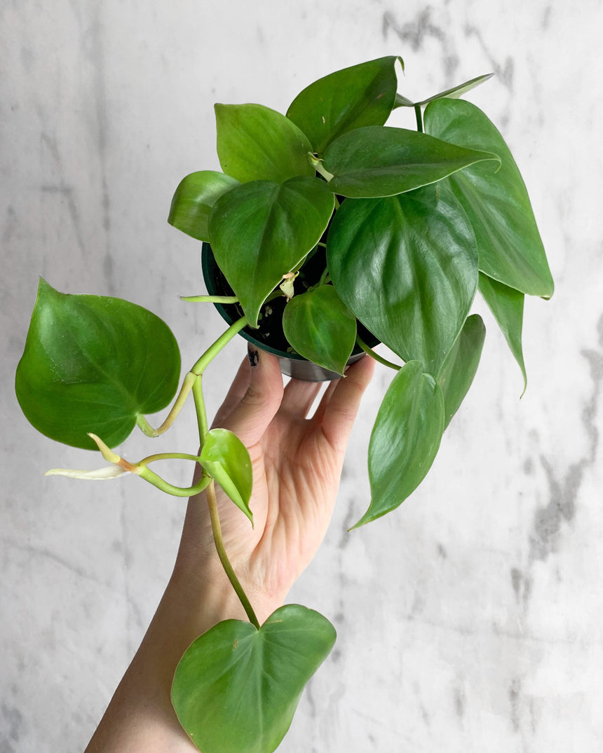 Philodendron Cordatum 'Heart Leaf'