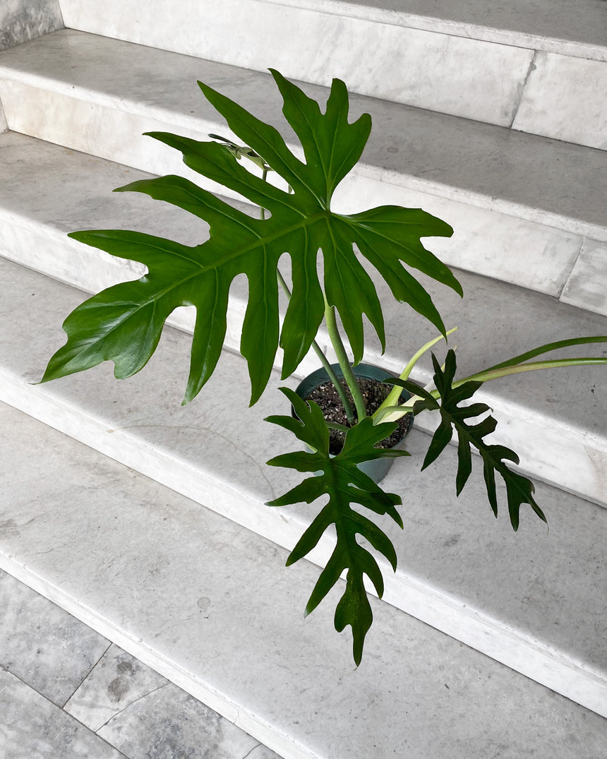 Philodendron Mayoi 'Tahiti'