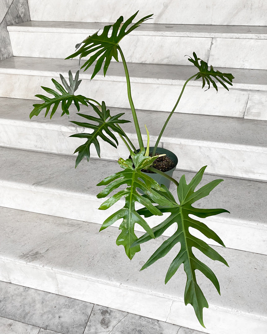 Philodendron Mayoi 'Tahiti'