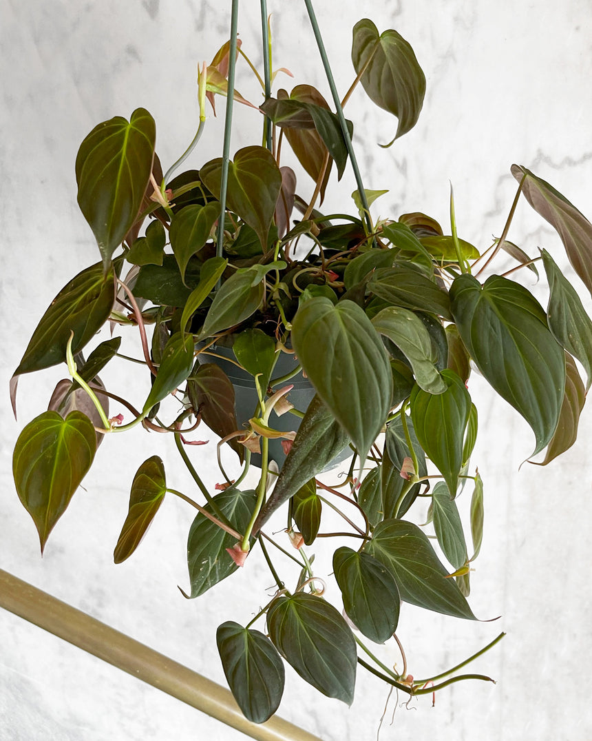 Philodendron Micans