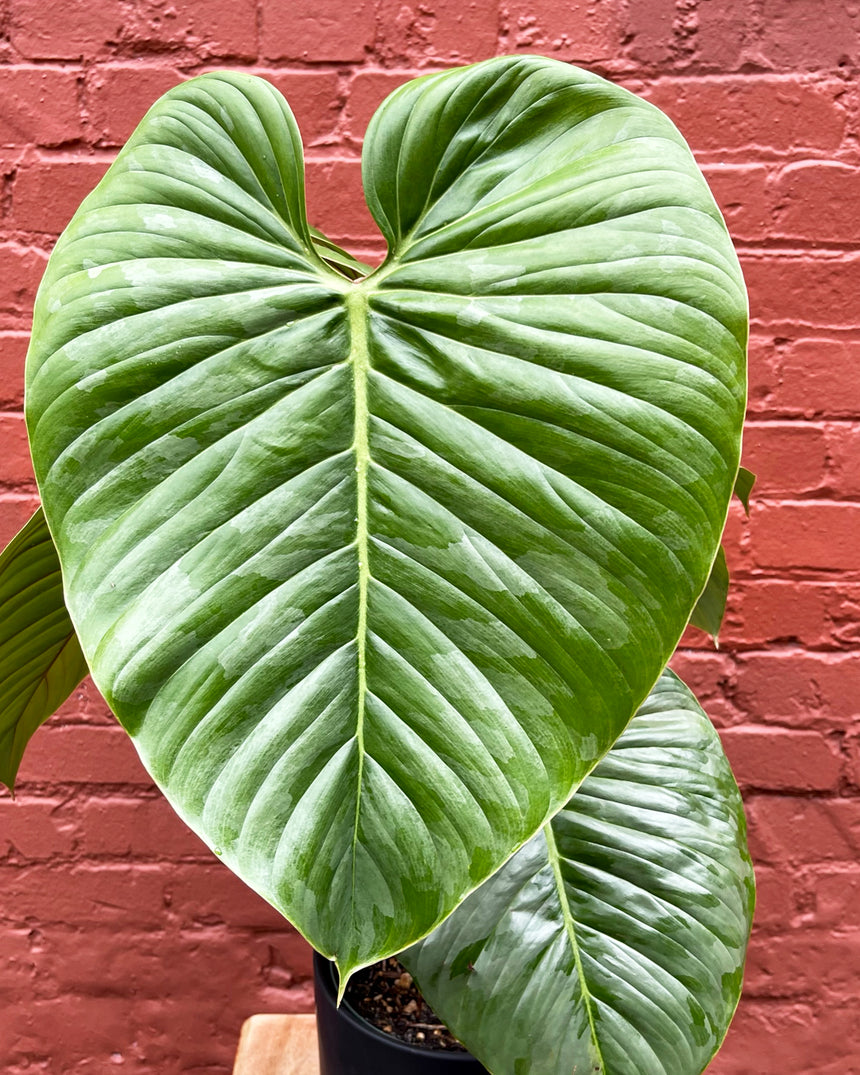 Philodendron Sodiroi