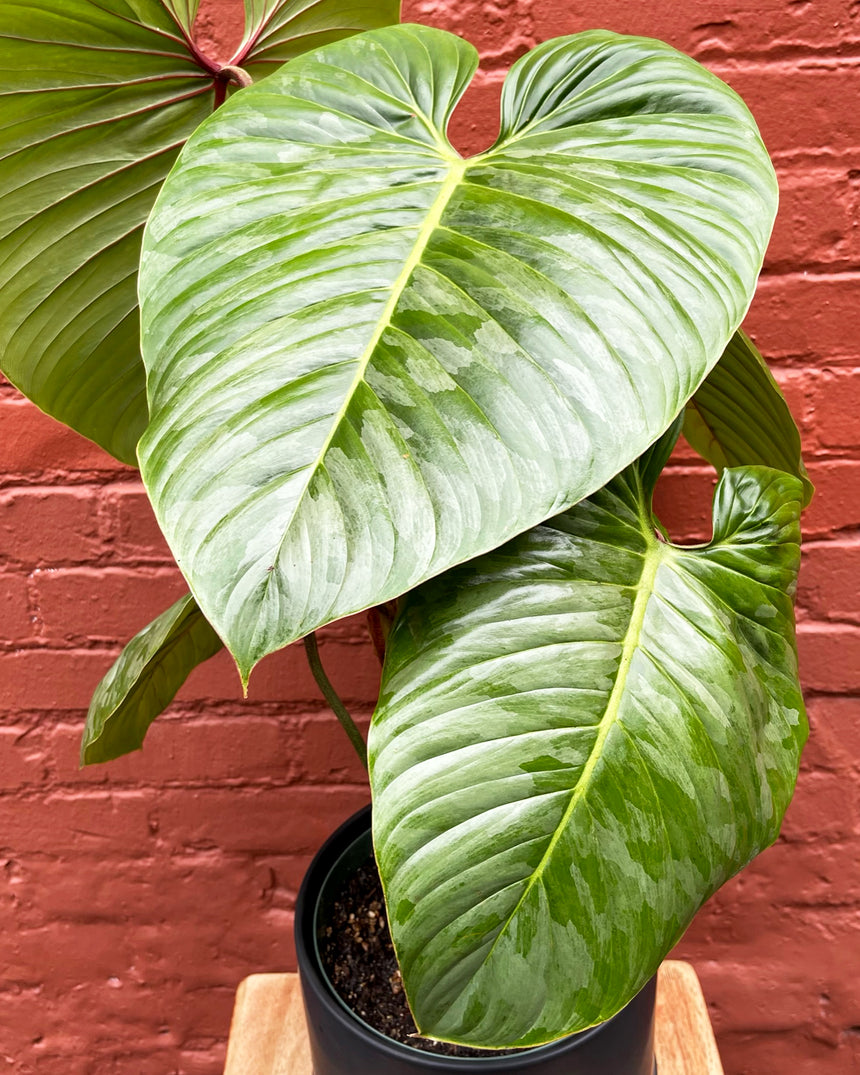 Philodendron Sodiroi