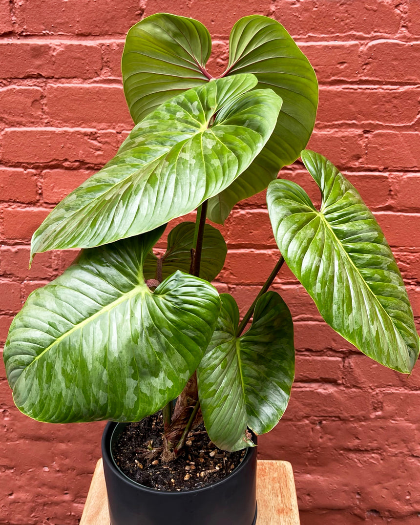 Philodendron Sodiroi