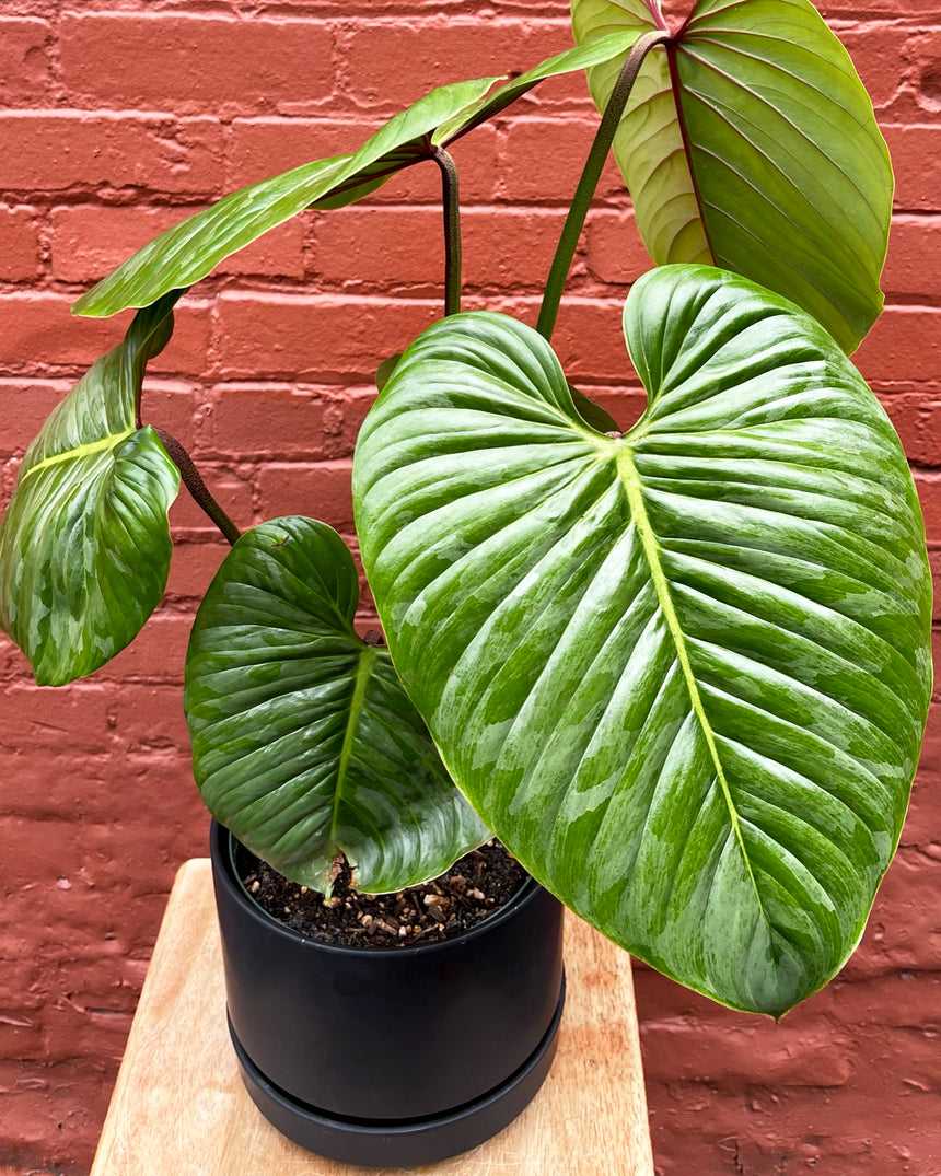 Philodendron Sodiroi