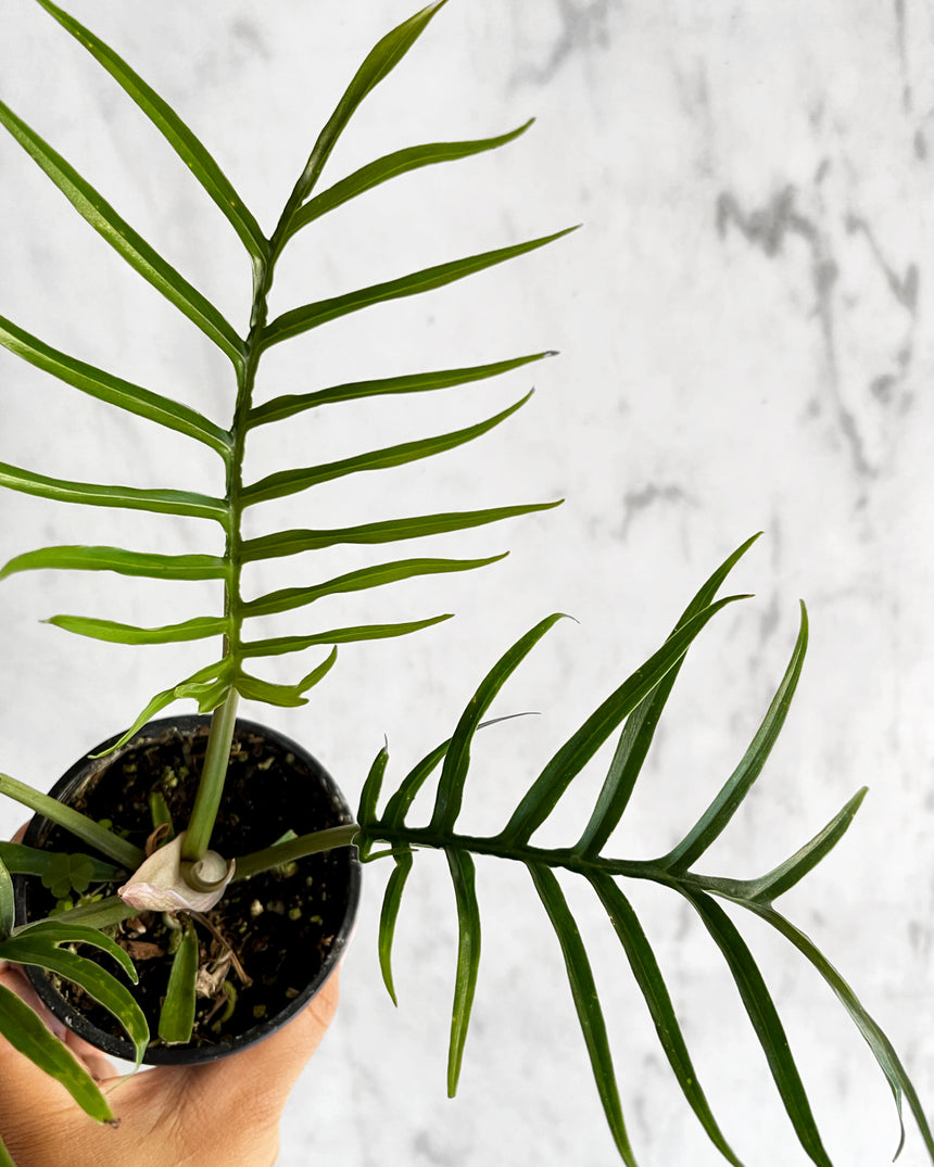 Philodendron Tortum