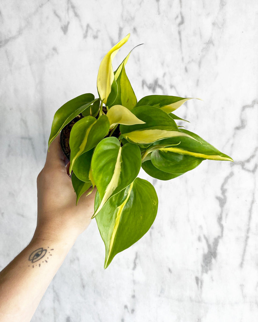 Philodendron Cordatum 'Brasil'