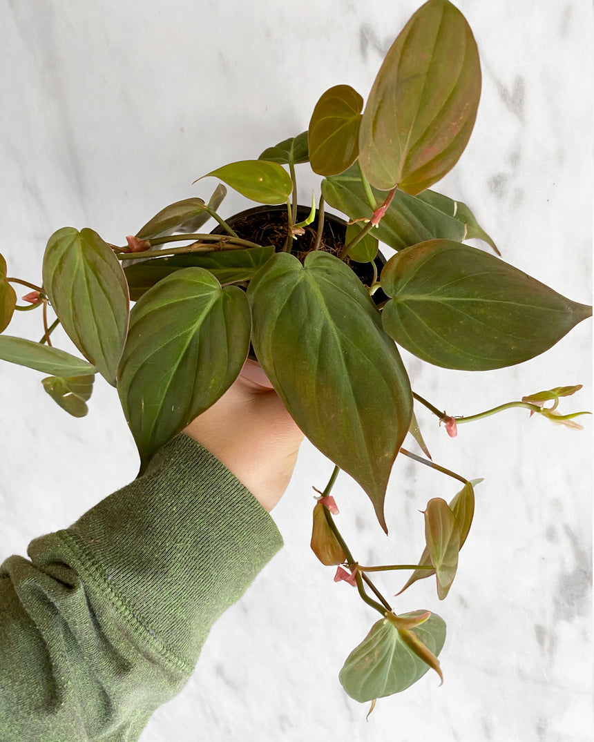 Philodendron Micans