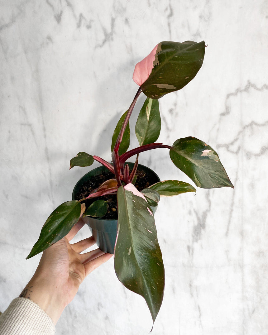 Philodendron Pink Princess