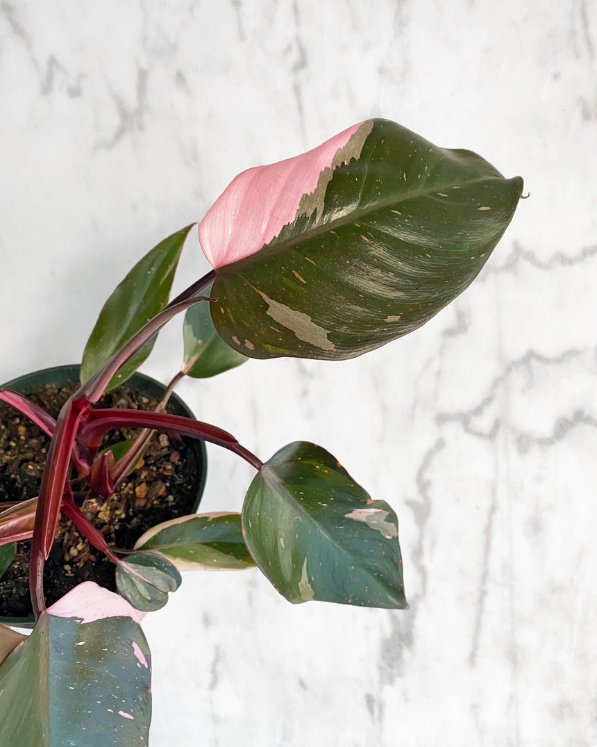 Philodendron Pink Princess