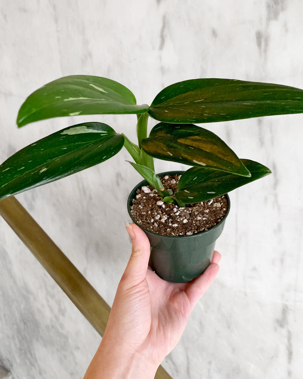 Variegated Monstera Standleyana – Hammer + Vine
